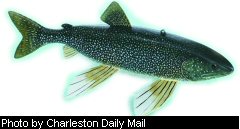 Morrison's prize-winning lake trout