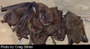 Indiana bats