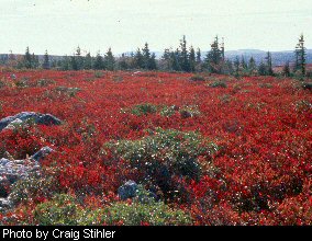 Dolly Sods