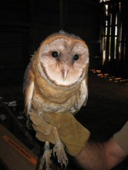 Barn Owls