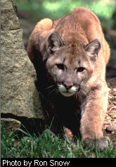 Eastern Cougar