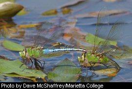 Green Darner