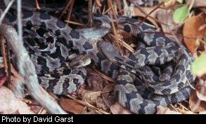 Timber rattlesnake