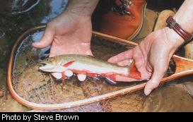 Brook trout