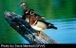 Duck