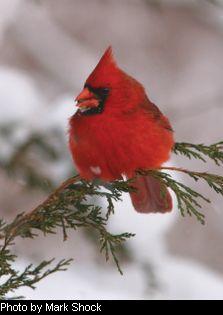 Northern Cardinal