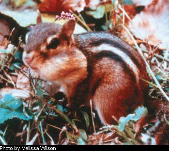 Chipmunk with cheek pouches filled with food.