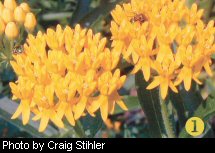 Butterfly weed
