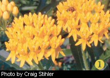 Butterfly weed