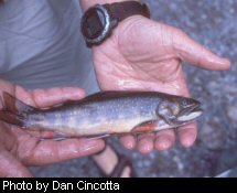 The native brook trout