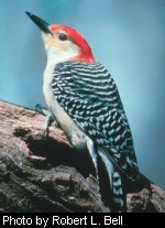 The red-bellied woodpecker often inhabits savannahs