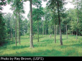 The Hawchen Hollow savannah, Pocahontas County, greens up after the first growing season