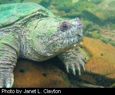 Snapping turtle