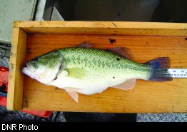 Largemouth bass being measured and tagged by the DNR to assess angler catch and harvest