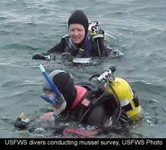 USFWS divers conducting mussel survey