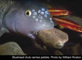 Bluehead chub carries pebble