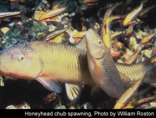 Honeyhead chub spawning