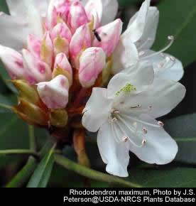 Rhododendron maximum