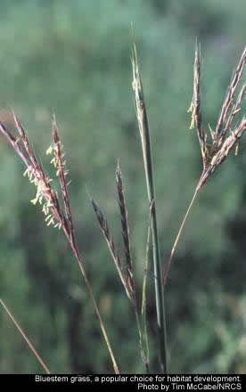 Bluestem grass, a popular choice for habitat development.