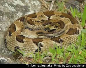 Timber Rattlesnake