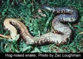 Hog-nosed Snake