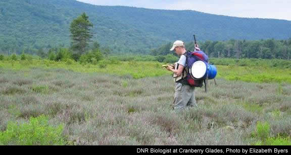 Cranberry Glades