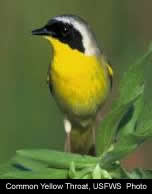 Common Yellow Throat