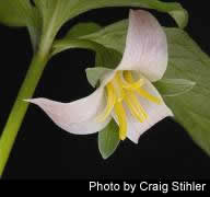 Spring Trilliums