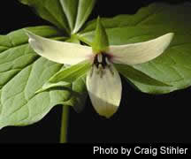 Trillium erectum 