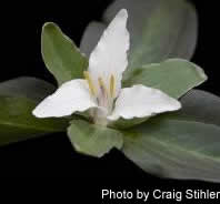 Trillium pusillum 