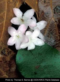 Trailing Arbutus