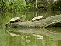 W.Va. Wildlife from Eyewitness News