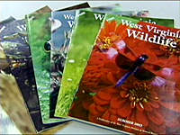 W.Va. Wildlife from Eyewitness News